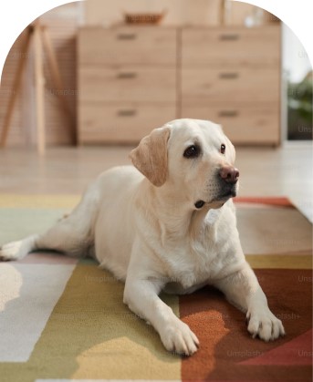 goldenretriever